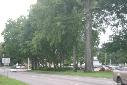 Quintard Ave Trees 2 - Anniston AL